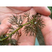 ranunculus circinatus sibth.