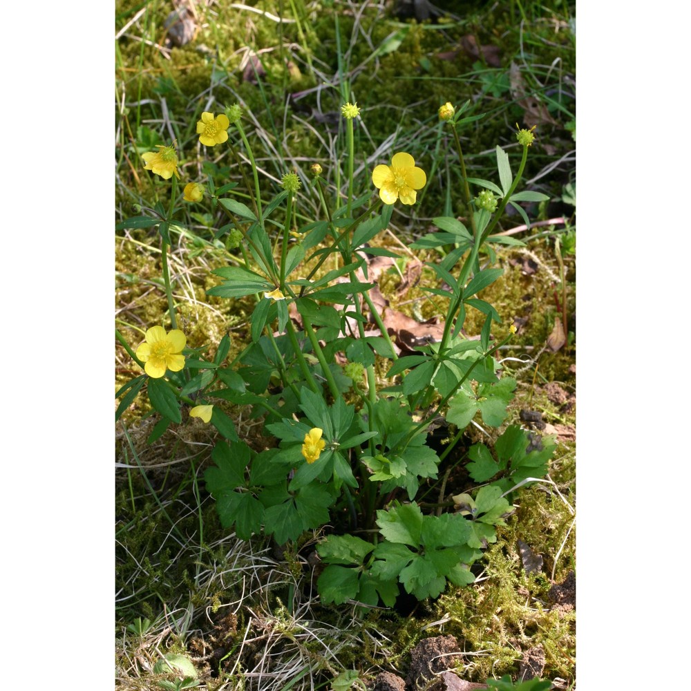 ranunculus cochlearifer dunkel