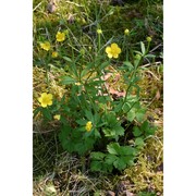 ranunculus cochlearifer dunkel