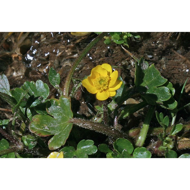 ranunculus cordiger viv.