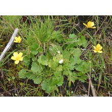 ranunculus cymbalarifolius moris