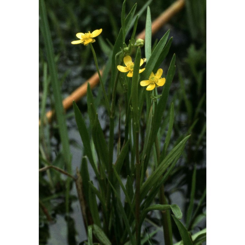 ranunculus flammula l.