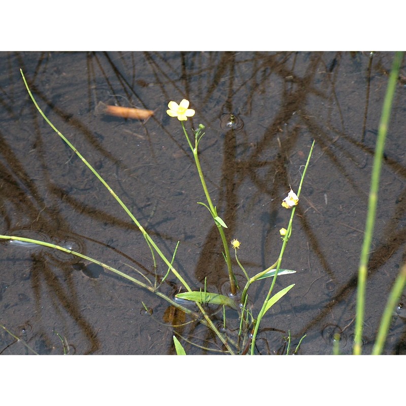 ranunculus flammula l.