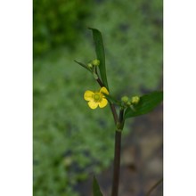 ranunculus fontanus c. presl