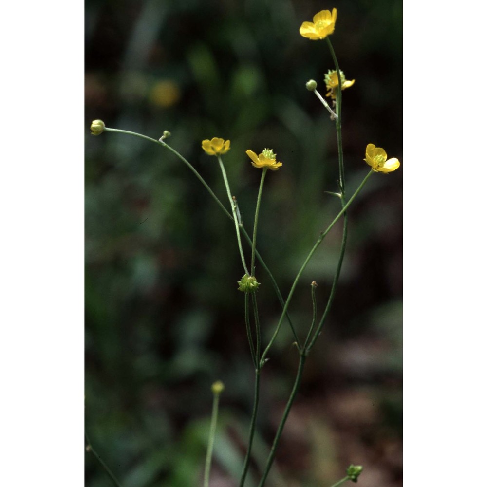 ranunculus friesianus jord.