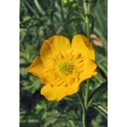 ranunculus friesianus jord.