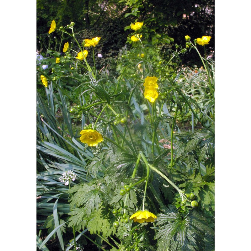 ranunculus friesianus jord.