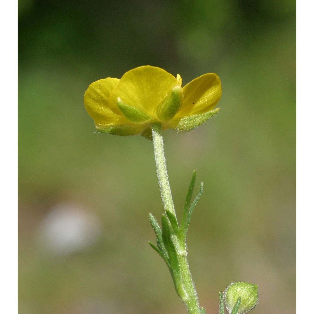 ranunculus garganicus ten.