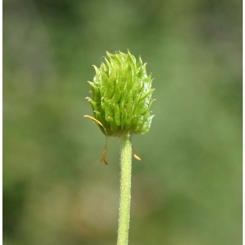 ranunculus garganicus ten.