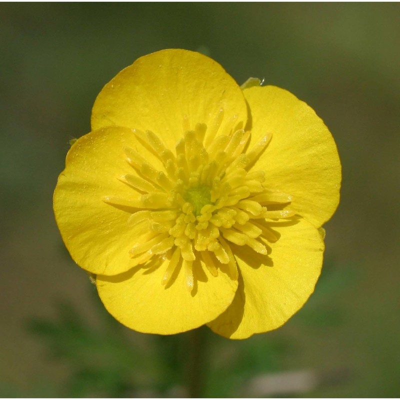 ranunculus garganicus ten.