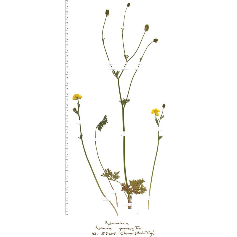 ranunculus garganicus ten.