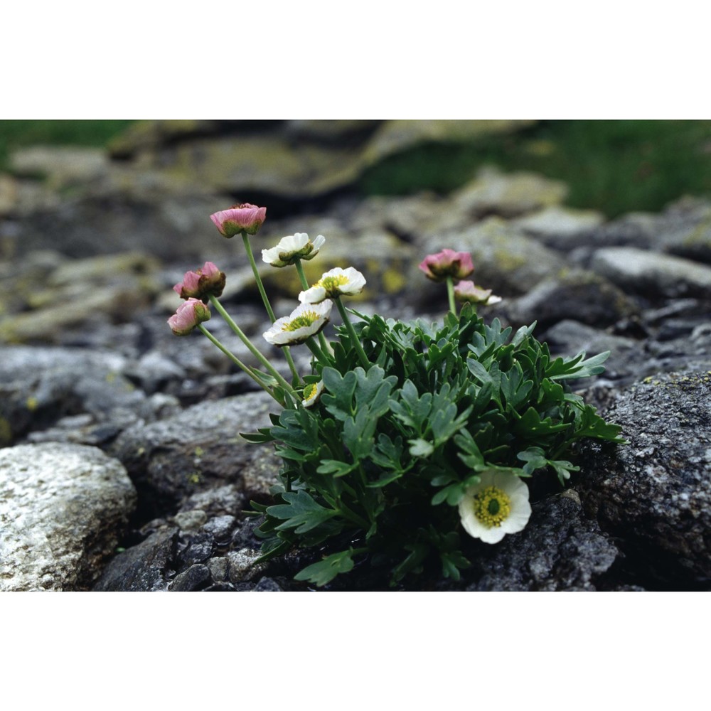 ranunculus glacialis l.