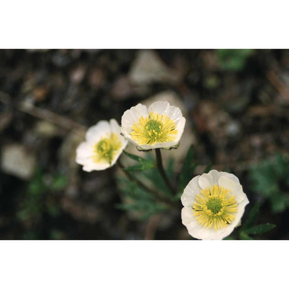 ranunculus glacialis l.