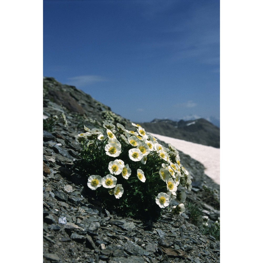 ranunculus glacialis l.