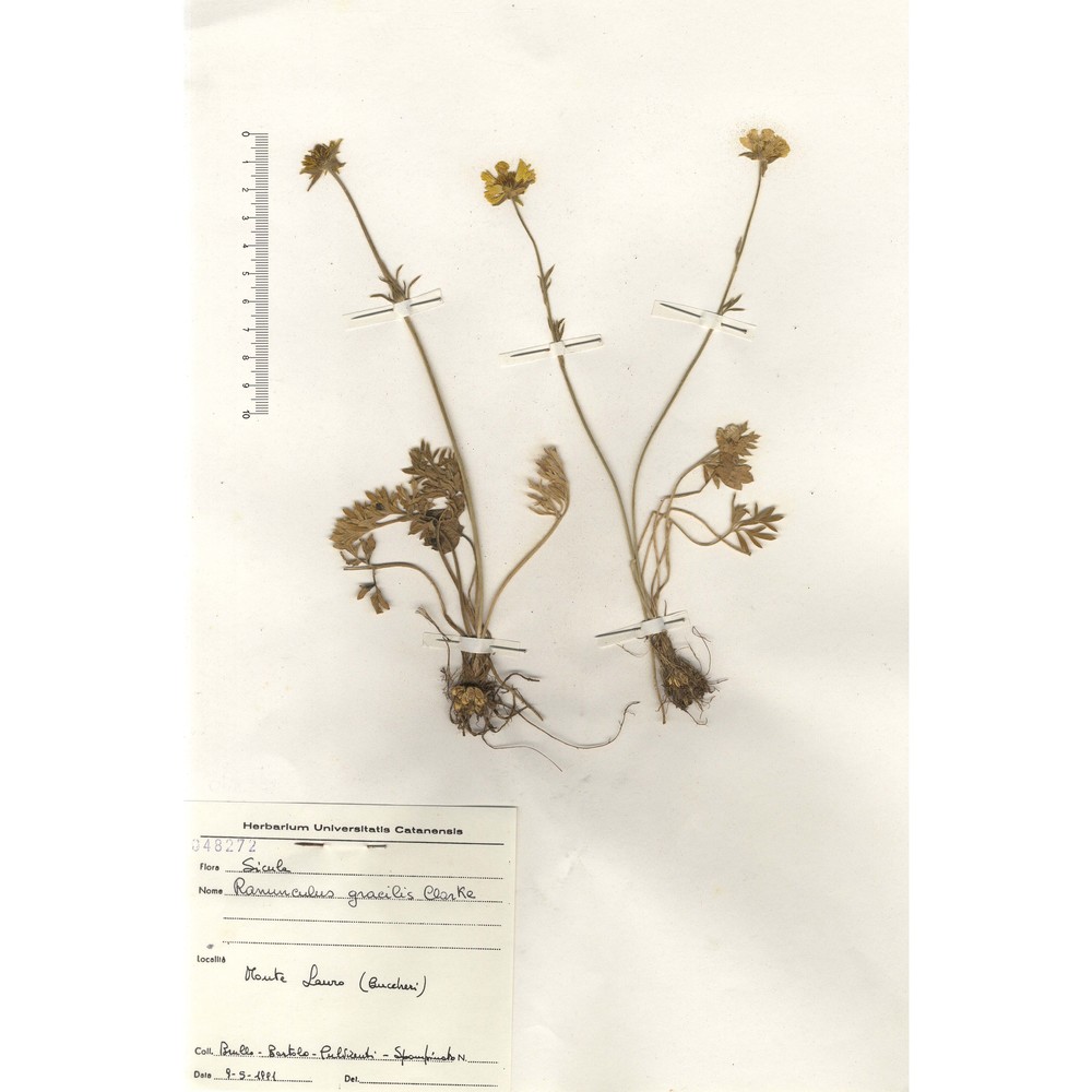 ranunculus gracilis e. d. clarke