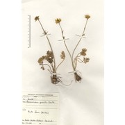 ranunculus gracilis e. d. clarke