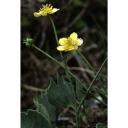 ranunculus hybridus biria