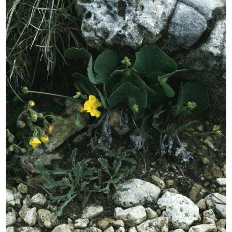 ranunculus hybridus biria