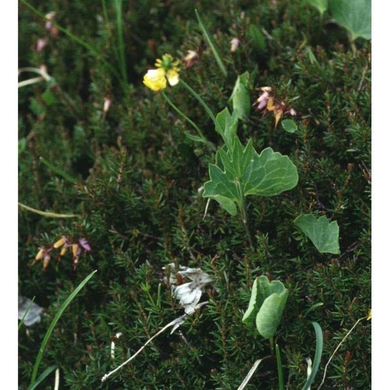 ranunculus hybridus biria