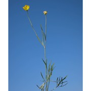 ranunculus illyricus l.