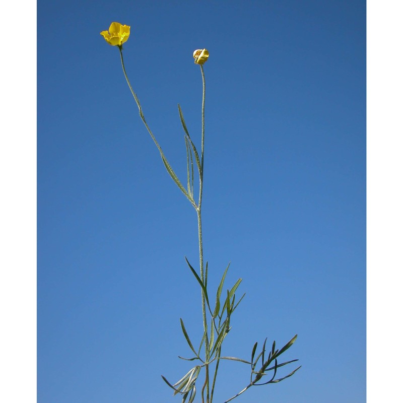 ranunculus illyricus l.