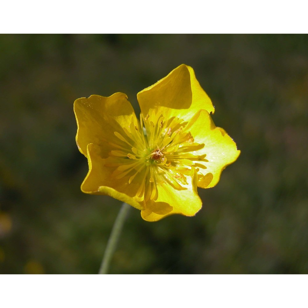 ranunculus illyricus l.