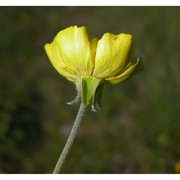 ranunculus illyricus l.