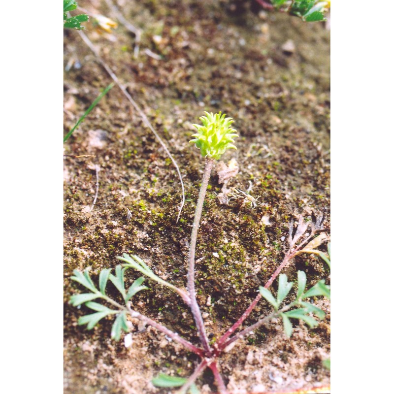 ranunculus isthmicus boiss.