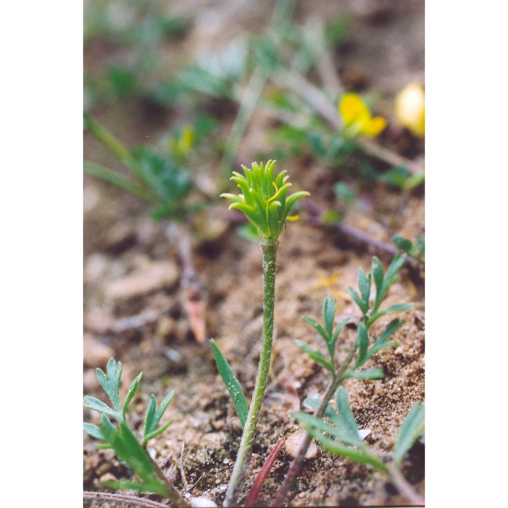 ranunculus isthmicus boiss.