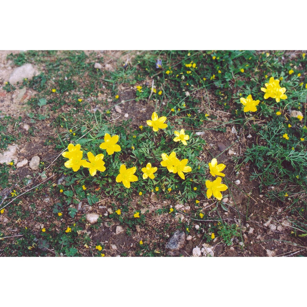 ranunculus isthmicus boiss.