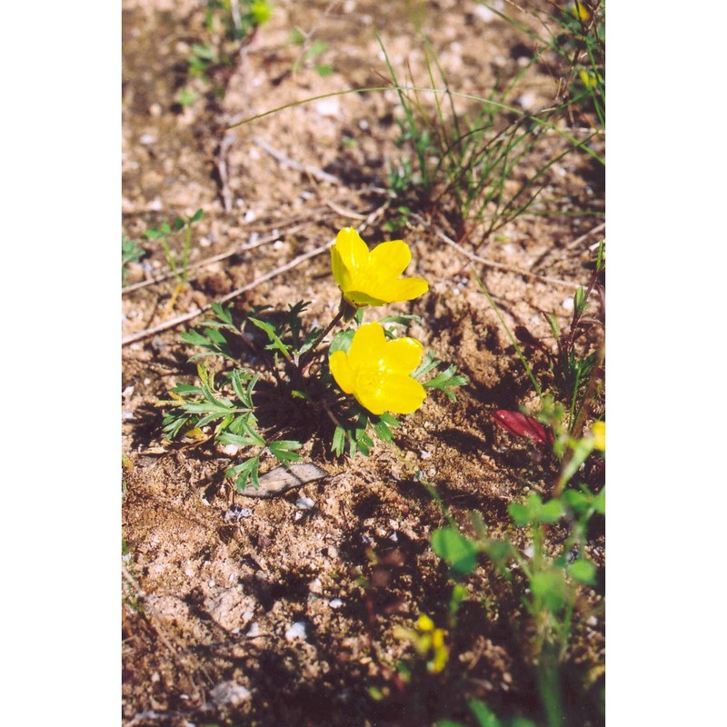 ranunculus isthmicus boiss.