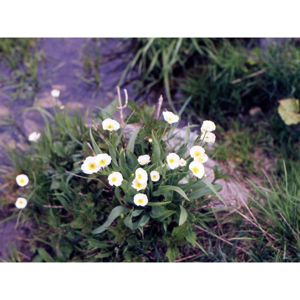 ranunculus kuepferi greuter et burdet