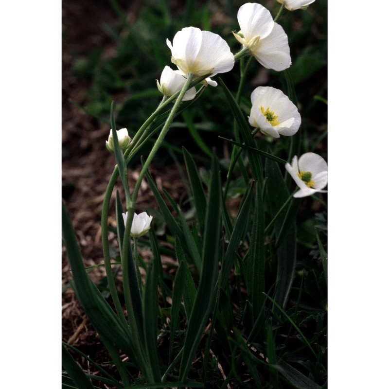 ranunculus kuepferi greuter et burdet