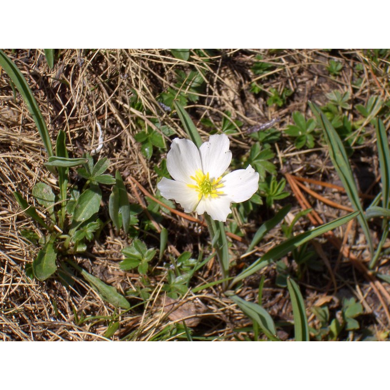 ranunculus kuepferi greuter et burdet