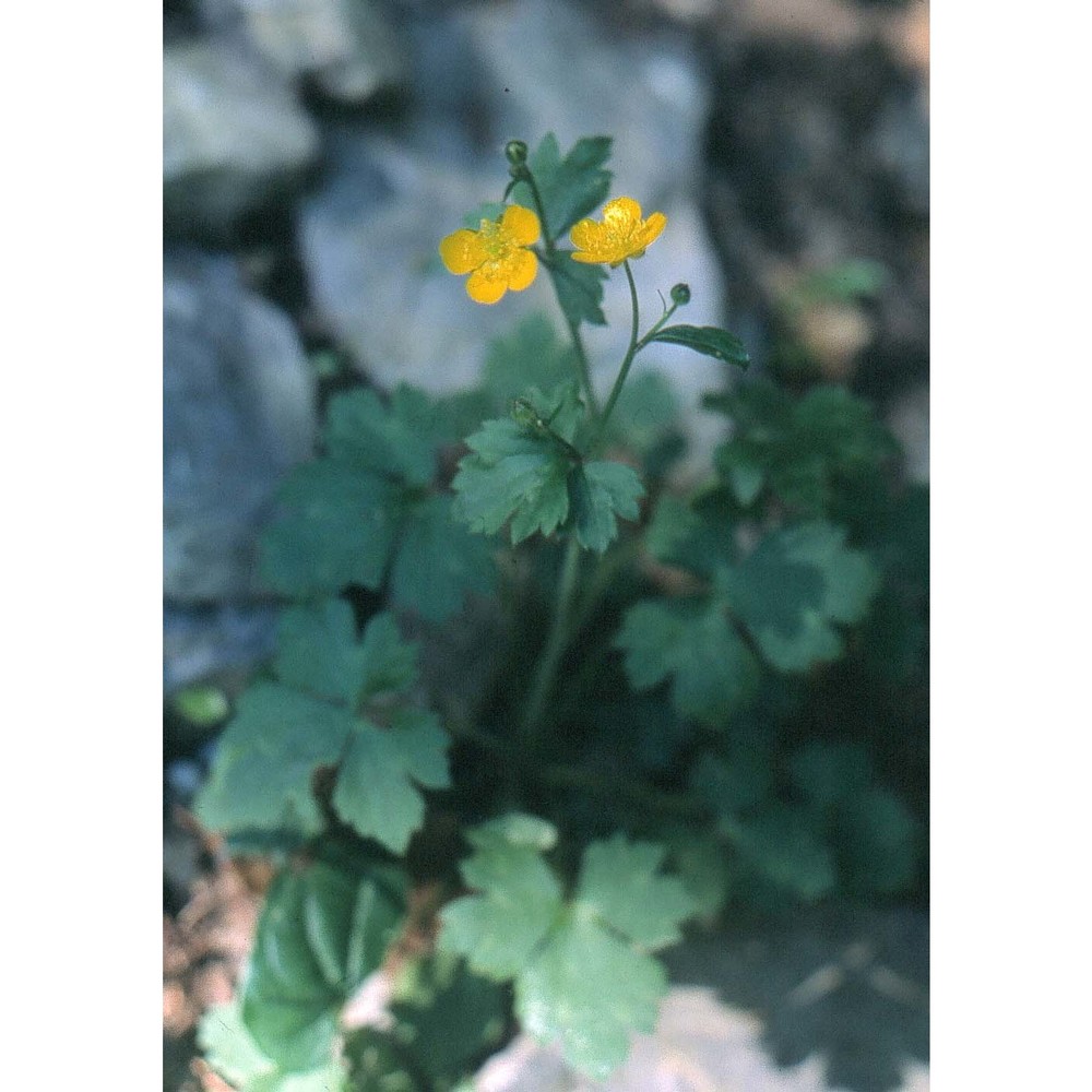 ranunculus lanuginosus l.