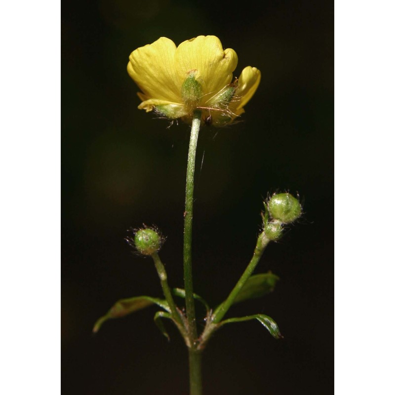 ranunculus lanuginosus l.