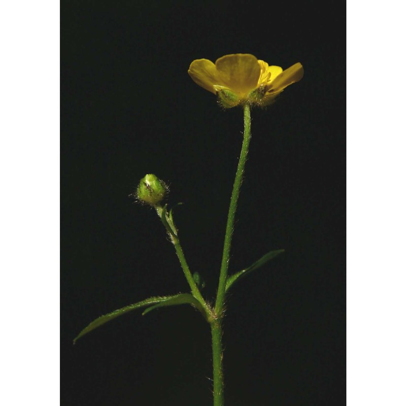 ranunculus lanuginosus l.