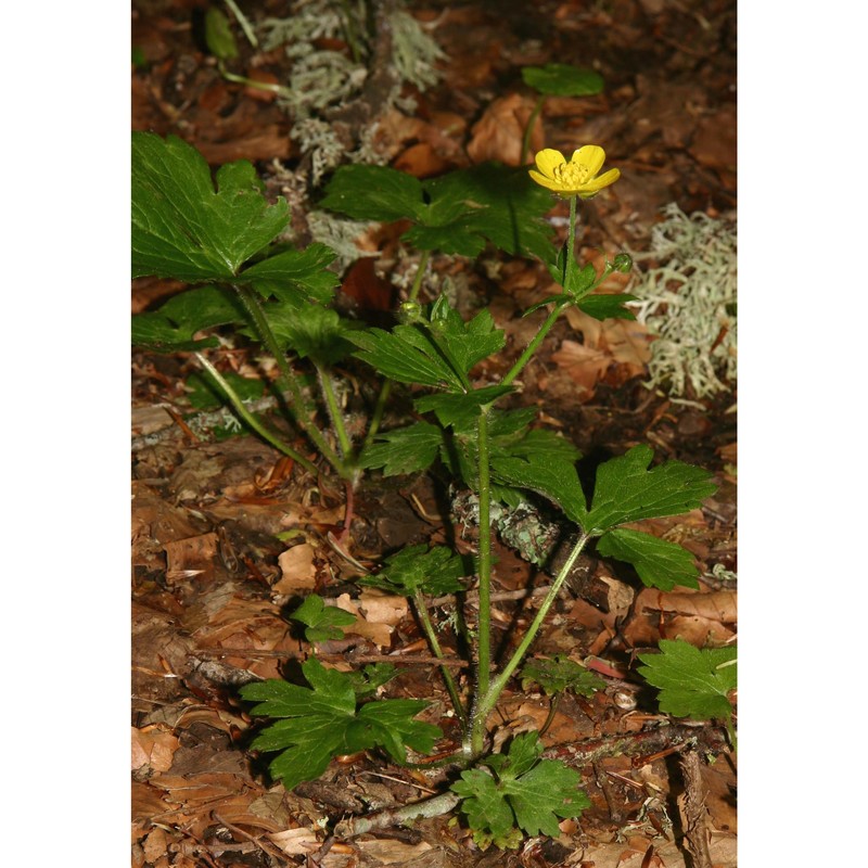 ranunculus lanuginosus l.