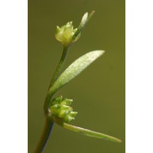 ranunculus lateriflorus dc.