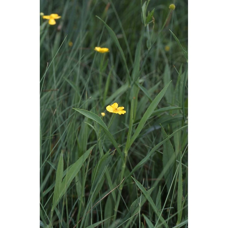 ranunculus lingua l.