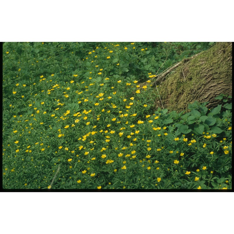 ranunculus luminarius pignatti