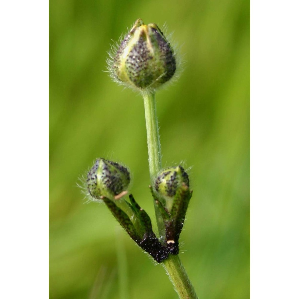 ranunculus macrophyllus desf.