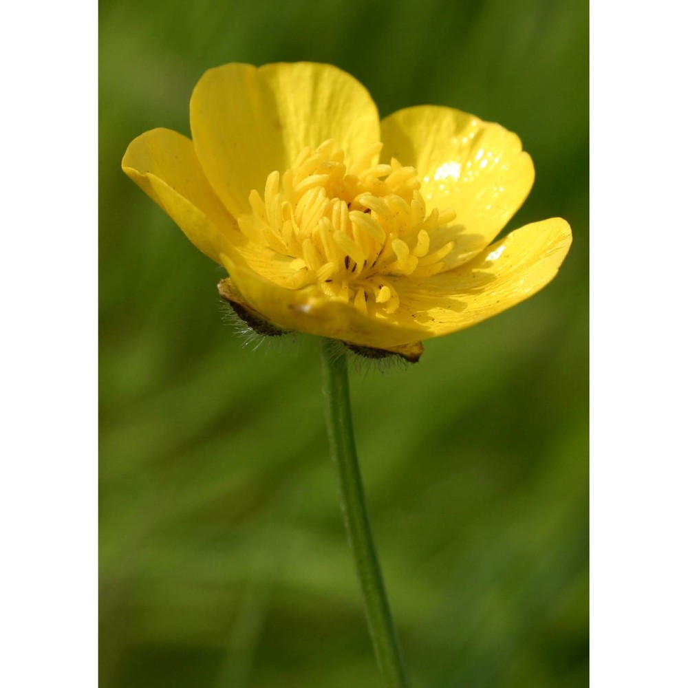 ranunculus macrophyllus desf.