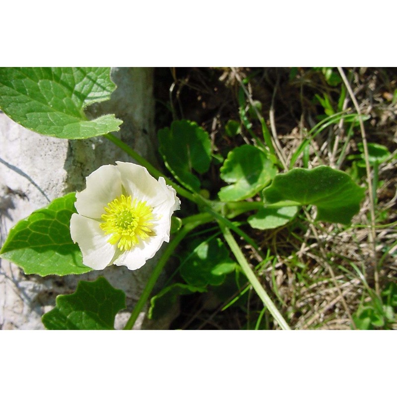 ranunculus magellensis ten.