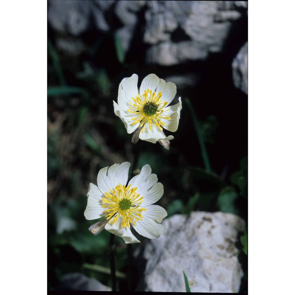 ranunculus magellensis ten.