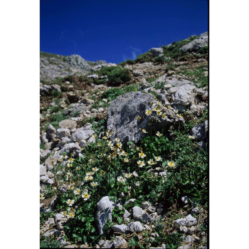 ranunculus magellensis ten.