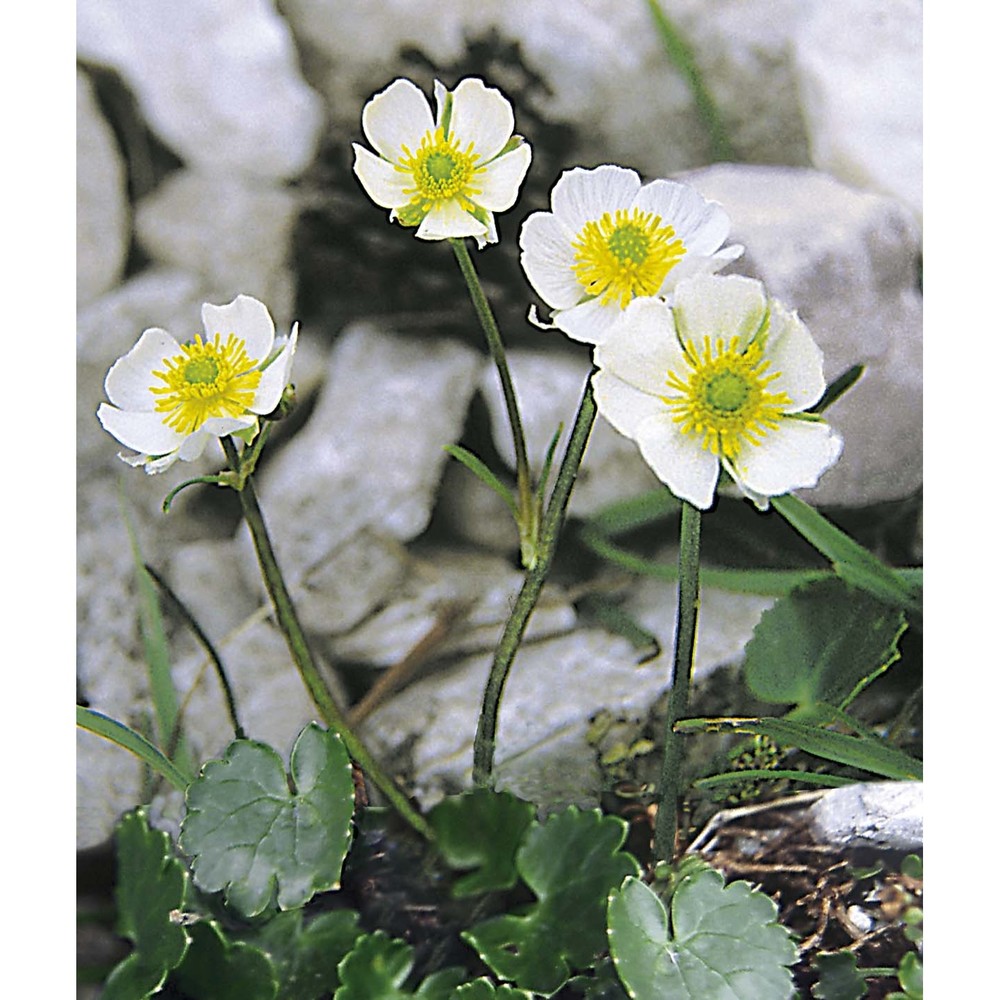 ranunculus magellensis ten.