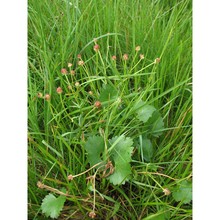 ranunculus marsicus guss. et ten.