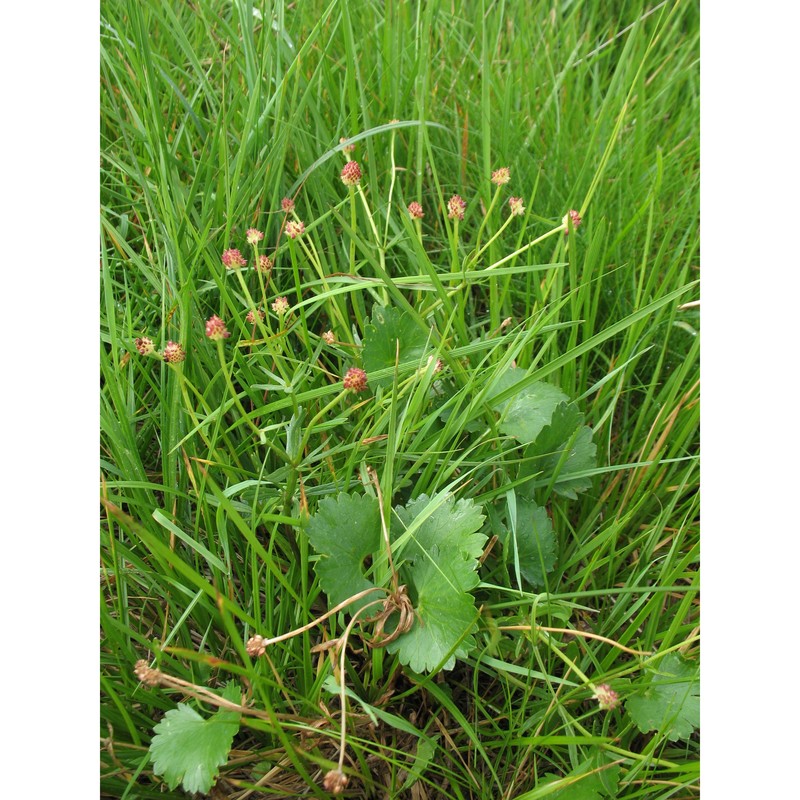 ranunculus marsicus guss. et ten.