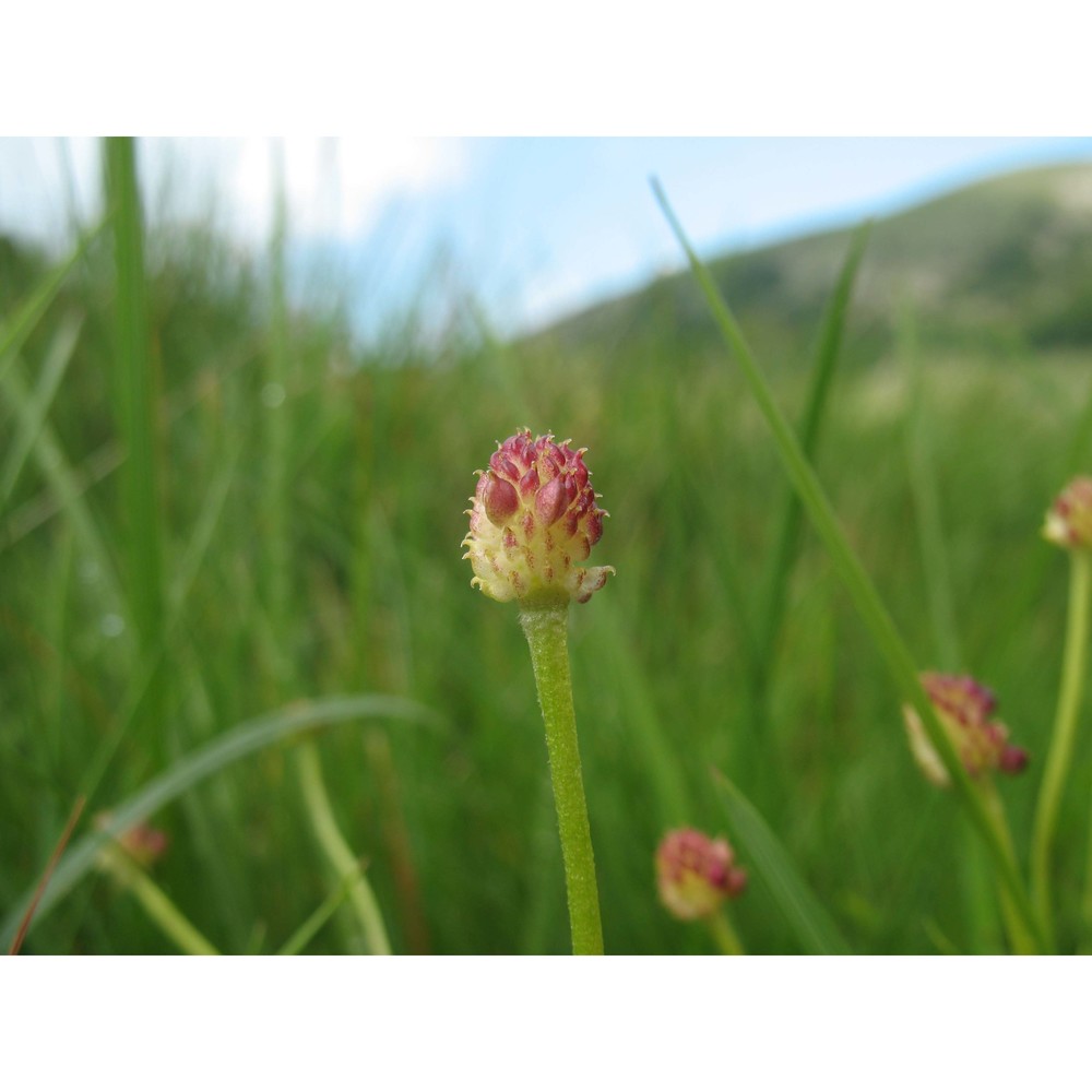 ranunculus marsicus guss. et ten.